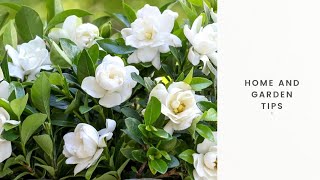 HOW TO FERTILIZE GARDENIA  HOW TO GET MORE FLOWERS ON GARDENIA PLANT HOW TO GET BUDS ON GARDENIA [upl. by Urbas]