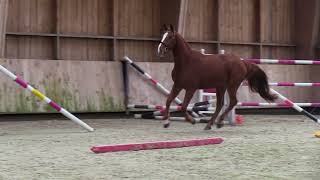 LAMPARO BRL GOOD PLEASURE SEMILLY X VAGABOND DE LA POMME [upl. by Kragh]