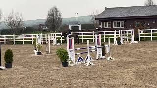 Bitless jumping in a Micklem Multi Bridle 9th March 2024 Boleybawn Tornado 2018 mare x Jorado [upl. by Worsham715]