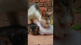 How Cat Bathing Babies  Cute Kitty [upl. by Anoj]