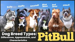 Pitbull Dog Breed Types Differences Appearances and Characteristics [upl. by Streeter]