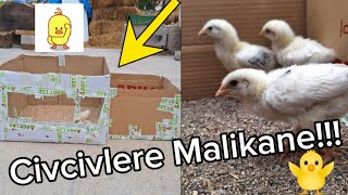 CİVCİVLERE MALİKANE YAPTIK [upl. by Nikola]