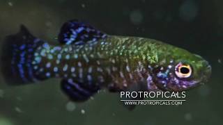 Killifish  Aphanius mento  How to Hatch amp Breed [upl. by Odille818]