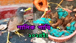 শালিক পাখিকে পোষ মানাতে নতুনদের কিছু পরামর্শ।। [upl. by Beale408]