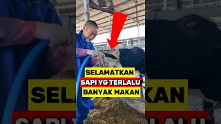 Cara efektif Mencegah Penumpukan Gas Pada Perut Sapi‼️ [upl. by Inoek]