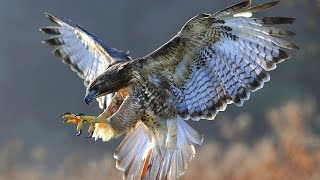 Halcón Peregrino La Caza a otro Nivel  NH Documental HD [upl. by Assirrec]