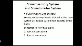 Somatosensory amp Somatomotor System [upl. by Dnalyram]