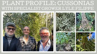 Plant profile nine interesting Cussonias with specialist grower Lyle Filippe [upl. by Idola]