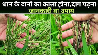 धान में लाल या काले दाने क्यों होते है  जानिए इस वीडियो में । Paddy Low Grain Weight [upl. by Nnylyak499]