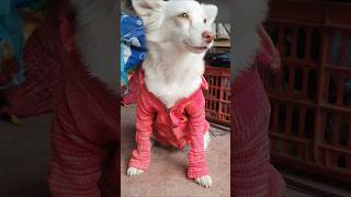 funny dog comedy shorts video 🤣 [upl. by Atilemrac]