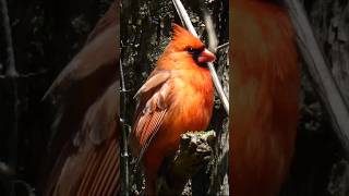 Northern Cardinal Singing  Bird [upl. by Annawyt970]