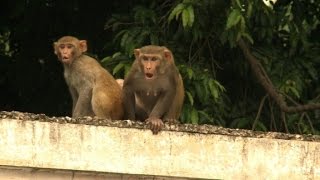 Hombres mono para alejar a los macacos [upl. by Githens]