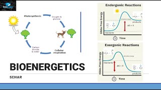 Introduction of Bioenergetics Part 1 [upl. by Nipahc]