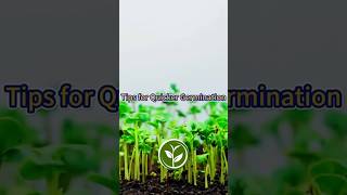 Tips for Quicker Germination shortvideo garden howto plants youtubeshorts plants viralvideo [upl. by Tanner449]