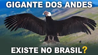 CONDORDOSANDES uma das maiores aves voadoras do mundo  Condor já foi visto no BRASIL [upl. by Maurita82]