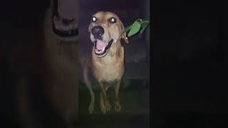 డాగ్ వీడియోdog video [upl. by Rusert]