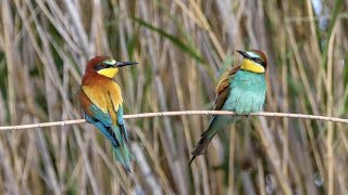 EUROPEAN BEEEATER bird watching holidays on Spains Ebro Delta [upl. by Gerrilee528]