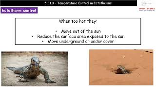 A Level Biology  5113  Temperature Control in Ectotherms [upl. by Onateyac]