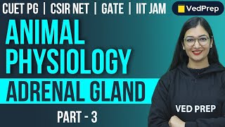 Animal Physiology  Adrenal Gland  CUET PGCSIR NETGATEIIT JAM  Part3 VedPrep Biology Academy [upl. by Ennoid]