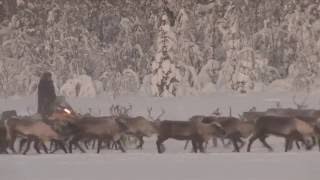 Reindeer migration near Gállok  Jokkmokk [upl. by Beatriz]