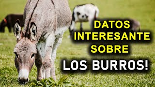 DATOS INTERESANTES SOBRE LOS BURROS [upl. by Ettore]