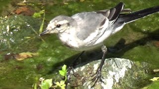 White Wagtail  Motacilla alba  Juveniles in July and August 2023 [upl. by Emelia872]