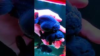 Blue Black Goldfish fyp fypシ゚viral viralvideo viralvideos viralshort goldfish america europe [upl. by Towrey115]