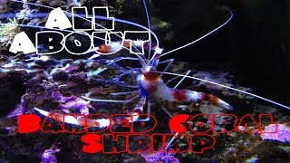 All About The Banded Coral Shrimp  Bristle Worm Killer [upl. by Laucsap]