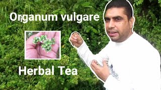 Origanum vulgare  Origano  Miracle Herbal Diversity [upl. by Razaele]