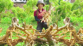 Harvesting Polyscias Fruticosa Brewing Tea Soaking Wine Go to the market to sell  Lý Thị Hoa [upl. by Giulia714]