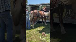 Shawn getting the horse ready horse belgiandrafthorse drafthorses [upl. by Cordie]