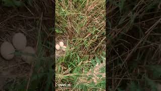 Peacock eggs in arecanut plantation ನವಿಲ್ಲಿನ ಮೊಟ್ಟೆ [upl. by Suirtemed]