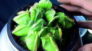 PlantH15 Cephalotus follicularis Hummers Giant  biweekly maintenance – 10624 [upl. by Dallman]