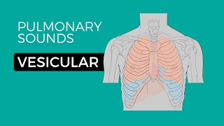 01  Normal Lung Sounds  Vesicular breath sounds [upl. by Thackeray986]