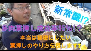 新常識多肉葉挿し成功率95％！本当は秘密にしたい葉挿しのやり方伝授します❣ 多肉生産者「pukupuku taniku」 [upl. by Nhar]