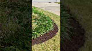 MulchMagic LiriopeLove FallLandscape VinedresserLawnAndLandscape WilmingtonNC HampsteadNC [upl. by Gert258]