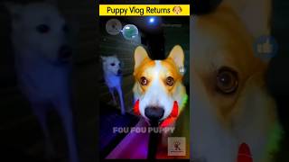 चिंटू का व्लॉग 🐶 vlogging dog hindi  dog vlogger cutepuppies puppyvlog [upl. by Drice]