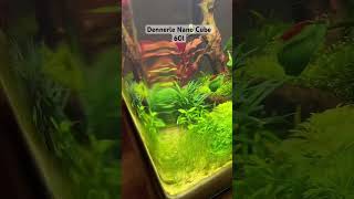 Dennerle Nano Cube 60l 16gal aquascape dennerle nanocube aquarium spongebob shrimp [upl. by Idna561]