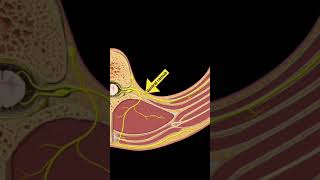 Testing Spinal cord and Nerves Part D shorts [upl. by Prichard]