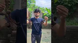 Mango grafting  guthali kalam shorts minivlog [upl. by Cornel]