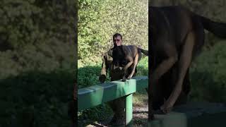 Belgian Malinois Training [upl. by Yoo]