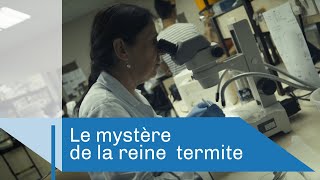 Le mystère de la reine termite  Reportage CNRS [upl. by Martinelli659]