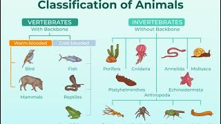 Classification of Animals  Mammals Birds Reptiles Amphibians and Fish  science [upl. by Tamiko673]