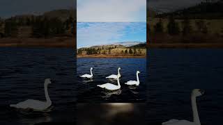 Trumpeter Swans Let Me Get REAL Close [upl. by Ainez]