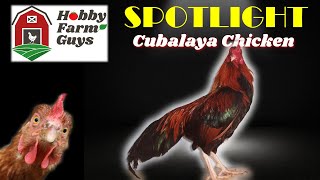 HFG Farm Animal Spotlight Cubalaya Chicken [upl. by Aisylla]