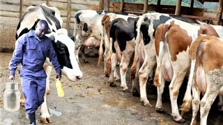 Village Dairy Producing 32 Litres per Cow using Simple Feeding No Silage [upl. by Agler]