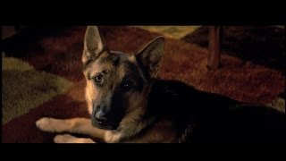 再次相遇 A Dogs Purpose 電影預告 中文字幕 [upl. by Meehyrb63]