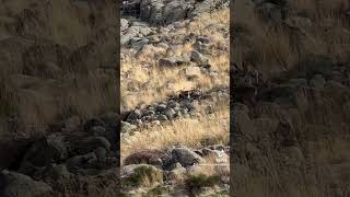 🇪🇸 Gredos y el celo 🇺🇸 Gredos ibex rutting gredos nature wildlife hiking animals tourism [upl. by Saleem675]