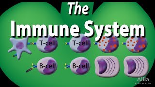 The Immune System Overview Animation [upl. by Eerat775]