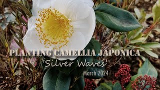 Planting Camellia Japonica Silver Waves [upl. by Aisak]